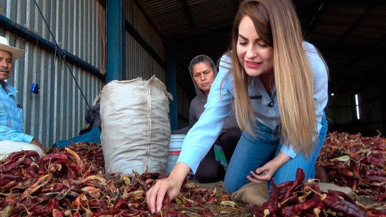 Guía Práctica: Cómo se Escribe Guajillo Correctamente