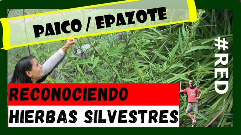 El Origen del Epazote: Historia y Usos Tradicionales