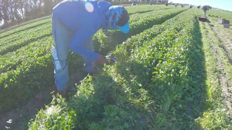 Los Mejores Cortadores de Cilantro para Cocineros Eficientes