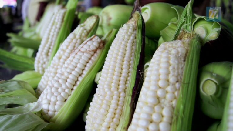 El Elote: ¿Verdura o No?