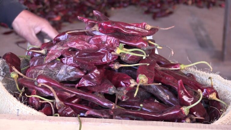 An&aacute;lisis del Precio del Chile Guajillo en el Mercado