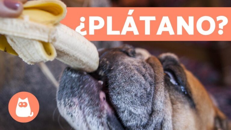 ¿Es seguro dar plátano a los perros?