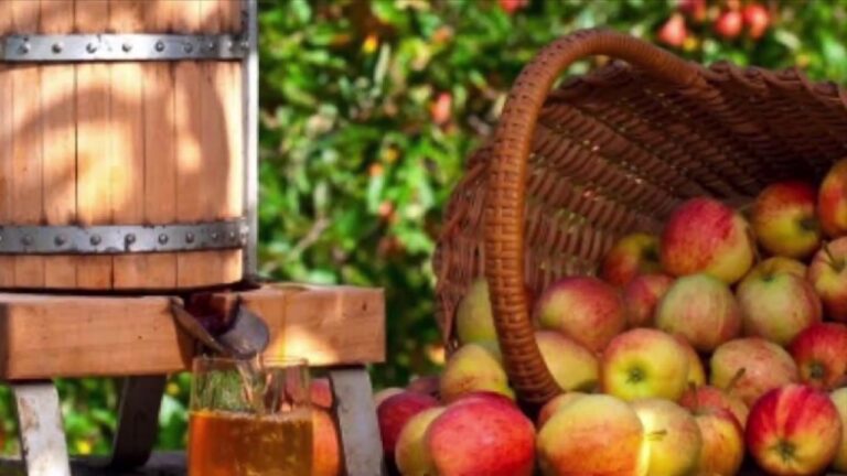 La Sidra: ¿Contiene Alcohol?