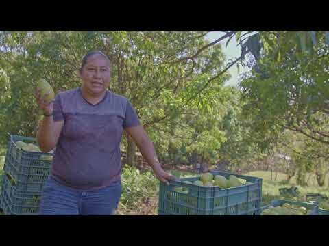 Cultivo y Cuidado del Árbol de Mango Ataulfo