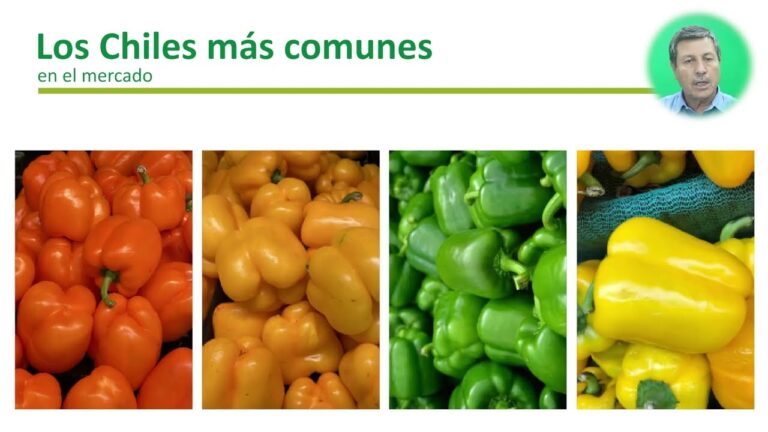 Características Nutricionales del Chile: Beneficios y Propiedades