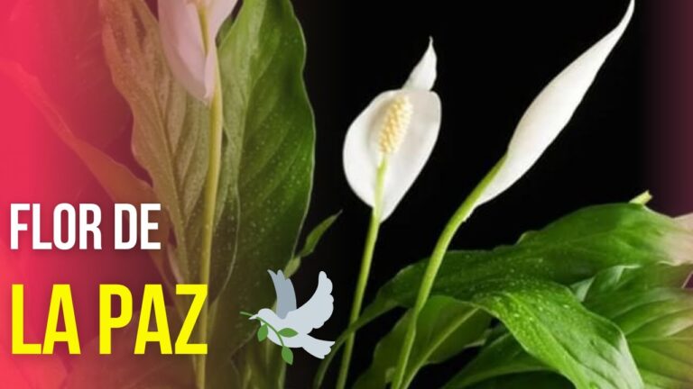 Razones por las que no florece la cuna de Moisés