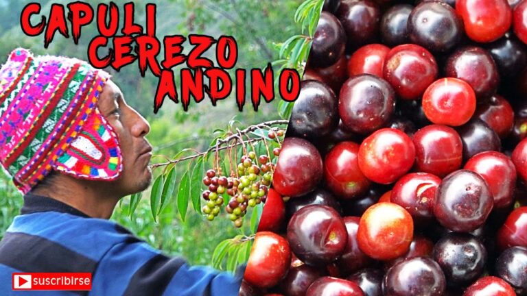 Beneficios del Capul&iacute;n: Usos y Propiedades