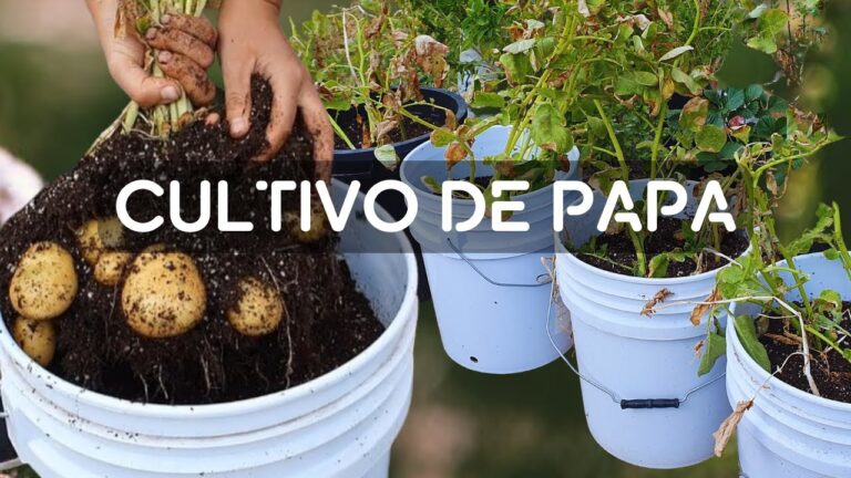 Gu&iacute;a Pr&aacute;ctica para Cultivar Papas en Casa