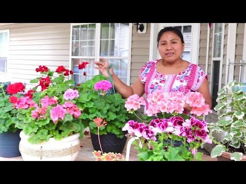 Cuidados Esenciales para el Geranio Blanco