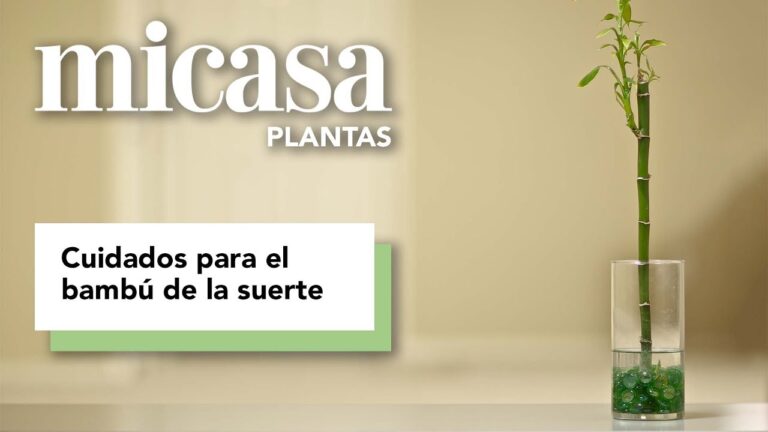 Cuidados Esenciales para el Bambu de la Suerte