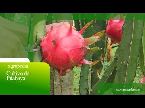 Guía Práctica para Cultivar Pitahaya con Éxito
