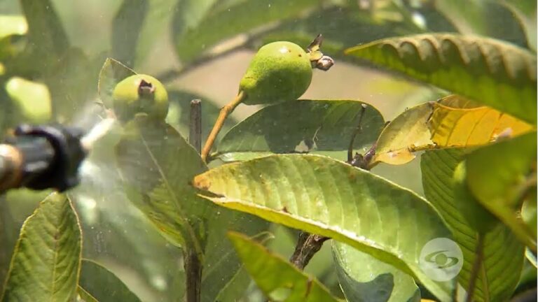 Causas de la Coloración Negra del Agua de Guayaba
