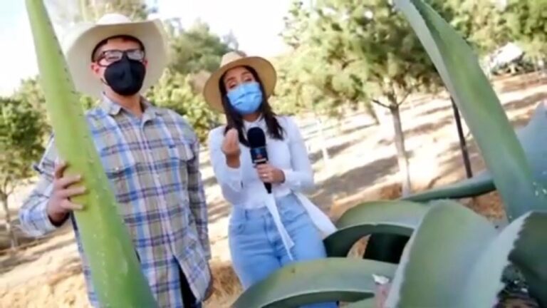 Beneficios y Usos de la Miel de Maguey