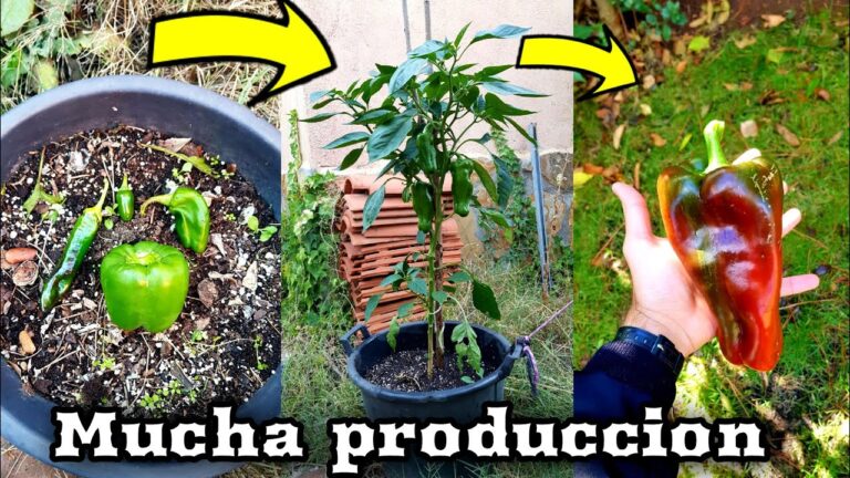 Gu&iacute;a Pr&aacute;ctica para Cultivar Pimientos en Macetas
