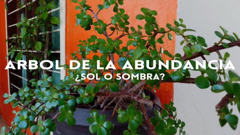 El &Aacute;rbol de la Abundancia: Sol o Sombra