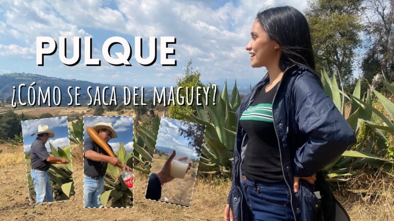 Maestr&iacute;a en la Preparaci&oacute;n del Pulque: Tradici&oacute;n y Sabor