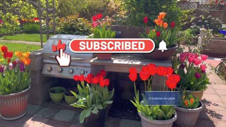 Cuidados Esenciales para Tulipanes en Maceta
