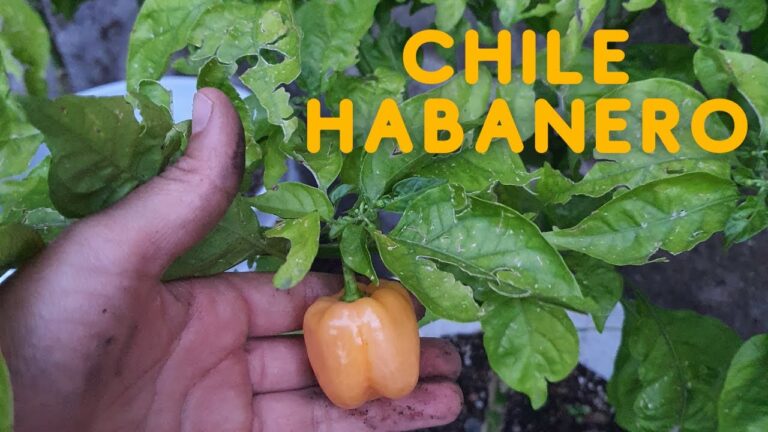 Guía Práctica para Germinar Semillas de Chile Habanero