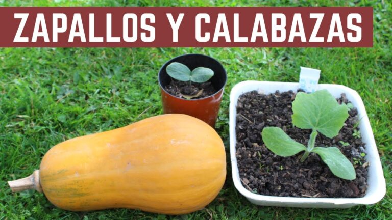 Gu&iacute;a Pr&aacute;ctica para Cultivar Zapallo en Casa