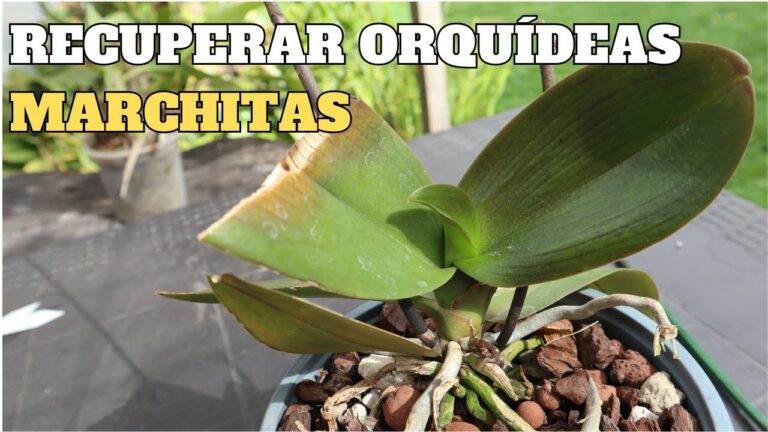 C&oacute;mo Revivir una Orqu&iacute;dea Marchita: Gu&iacute;a Pr&aacute;ctica