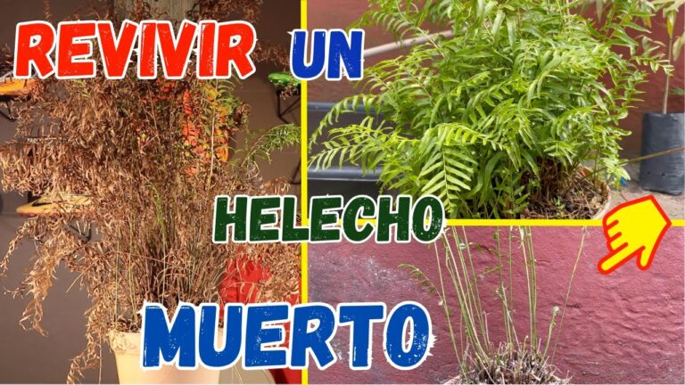 Cómo Revivir un Helecho Eficazmente