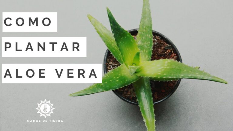 Guía Práctica para Sembrar Sábila
