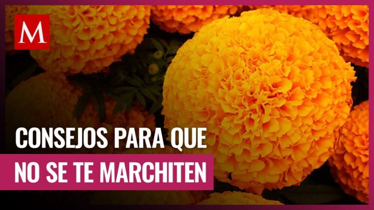 Guía Práctica para Conservar la Flor de Cempasúchil