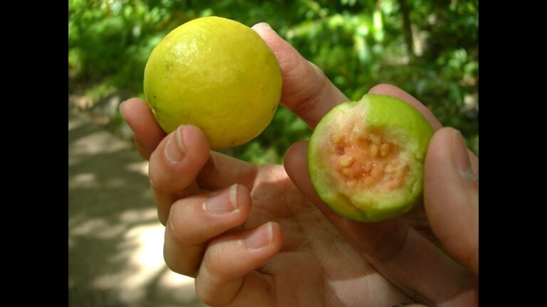 Guayaba: Soluci&oacute;n Natural Contra las Chinches