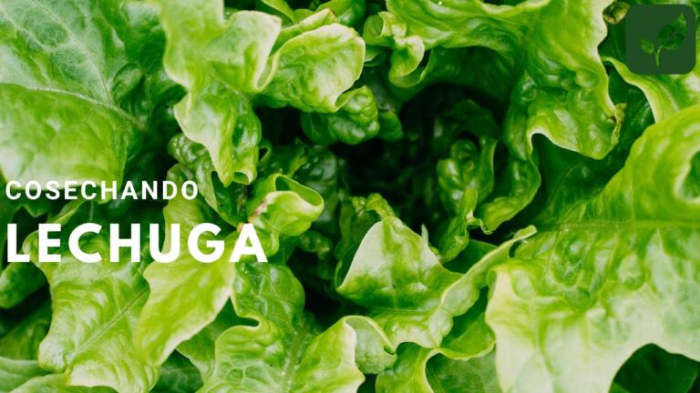 Precio de la Lechuga Orejona: Tendencias y Comparativas