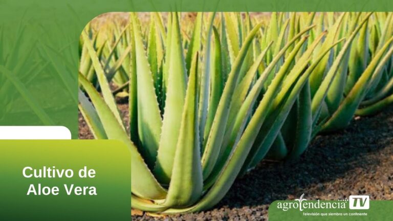Guía Práctica para Cultivar Sábila en Casa