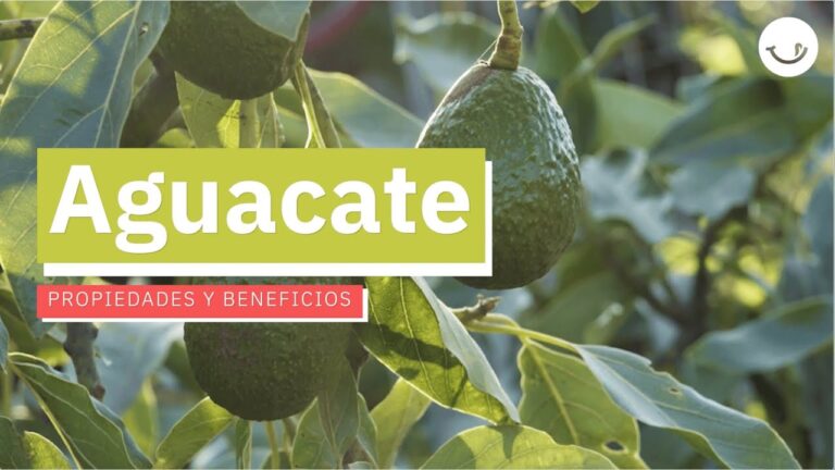 Beneficios del Aguacate Oloroso
