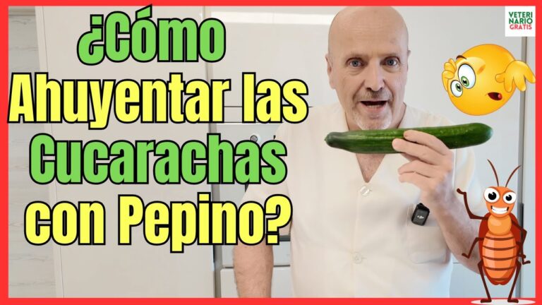 El Pepino: Un Aliado Natural Contra las Cucarachas