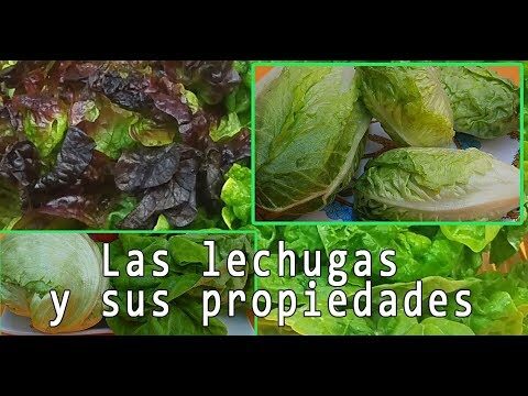 Beneficios Nutricionales de la Lechuga: Vitaminas Esenciales