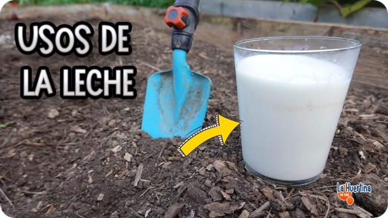 Leche en las Plantas: Beneficios y Usos Efectivos