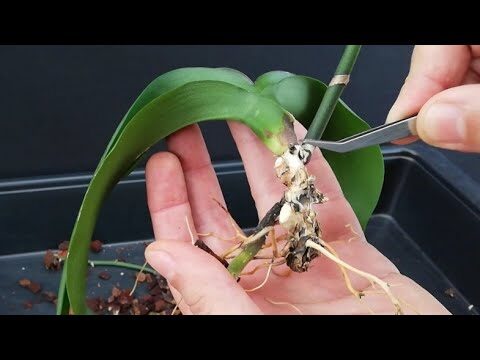 Cómo Revivir una Orquídea con Éxito