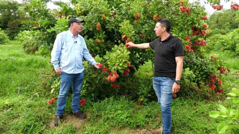 Rambután: La Fruta Peligrosa que Debes Conocer