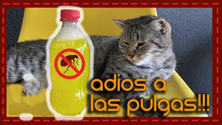 Gu&iacute;a para Hacer Shampoo Casero para Gatos
