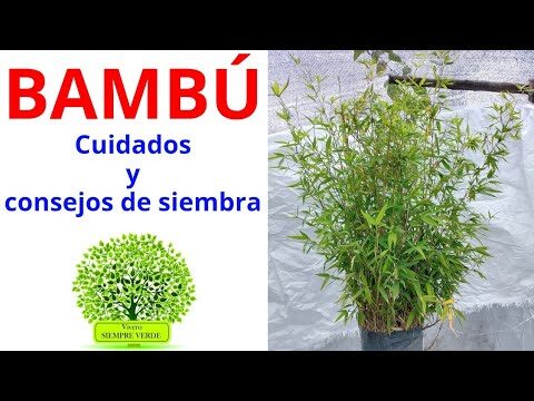 Guía Esencial para el Riego de Bambú