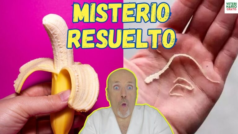 El papel del floema en la salud del pl&aacute;tano